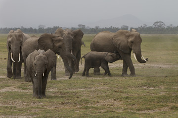 elefanti in movimento