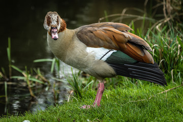 Nature reserve by the River Wey.