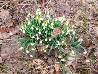 First spring flowers.