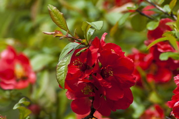 Japanese quince or Chaenomeles speciosa branch - blossoming in springtime, Sofia, Bulgaria 