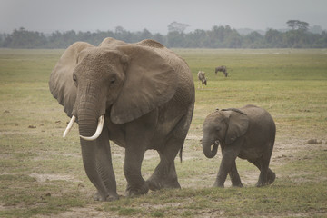 Fototapeta na wymiar mamma e piccolo elefante