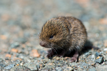 Field vole