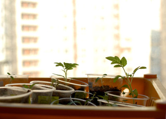 Early shoots and high expectations. Young plants on the window, harbingers of the future harvest.
