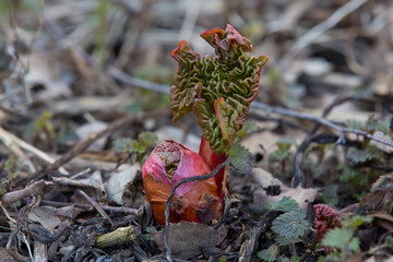 The young shoots of rhubarb. Aliens are already here
