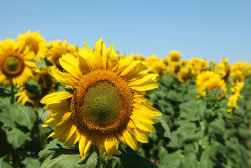 Tournesols