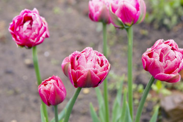 Spring flowers. Beautiful pink tulips.