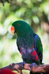 Parrot portrait of bird. Wildlife scene from tropic nature.