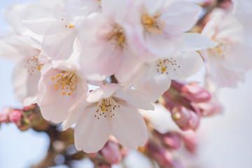 Fototapeta premium 桜の花