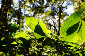 Young fresh green leaves on the nature