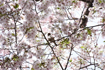 一足早く、満開のサクラを散らすスズメ。（蜜を吸うため桜をついばむ雀）