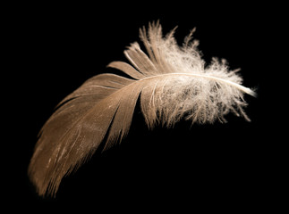 Obraz premium feather on a black background