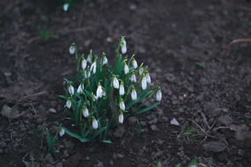 The first flowers of spring snowdrops in the evening forest