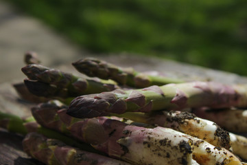 Growing asparagus