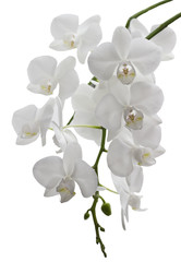 Naklejka na ściany i meble Beautiful white orchid. Isolated.