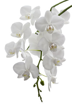 Beautiful white orchid. Isolated.