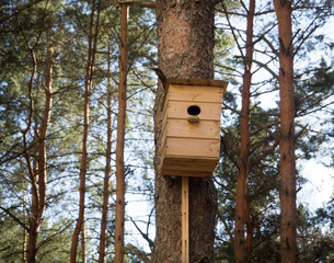 birdhouse in a pine forest