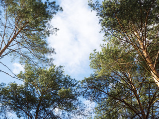 Obraz premium high pine bottom view with space for inscriptions