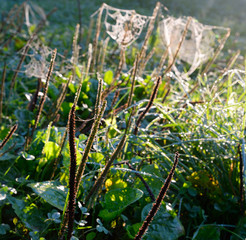 Spider web with dew drops.