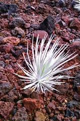Maui Silversword plant