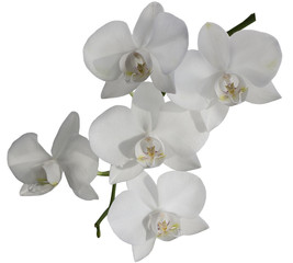 Fototapeta na wymiar Beautiful white orchid. Isolated.