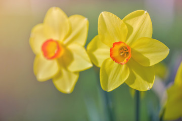 Yellow spring close up flower  narcissus with green leaves and smooth background 