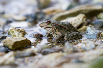 Frogs sitting on the shore.