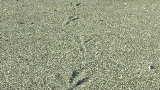 Birds footprints on sand beach in sunny day