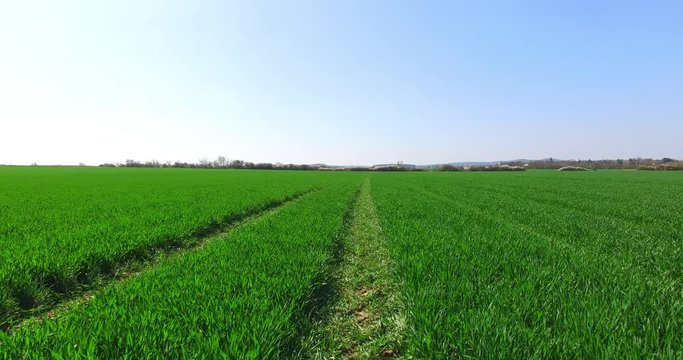 Drone over green wheat. Farmer use drone for inspect of cultivated fields. Modern technology in agriculture. 