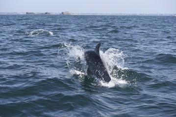 Naklejka premium Dauphins dans la baie de saint malo