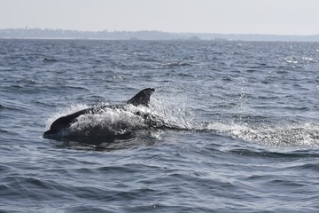 Fototapeta premium Dauphins dans la baie de saint malo