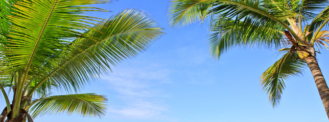Fototapeta premium Palm trees and blue sky.