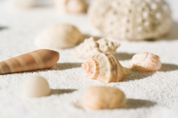 Sea shells on a white sand background