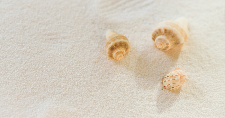 Fototapeta na wymiar Sea shells on a white sand background