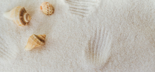 Fototapeta na wymiar Sea shells on a white sand background