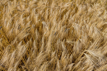 Gerstenfeld vor der Ernte