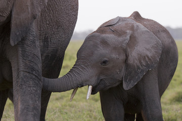 piccolo elefante