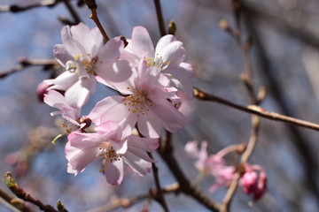 Cherry blossoms