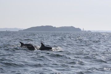 Fototapeta premium Dauphins dans la baie de saint malo
