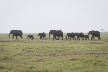 Fototapeta na wymiar gruppo di elefanti
