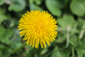 Taraxacum officinale with green leaves