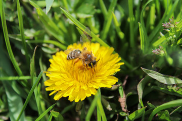 Taraxacum officinale with bee
