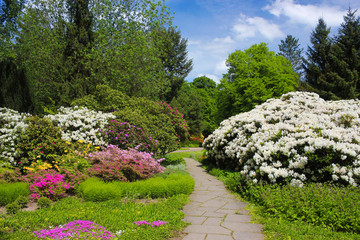 Obraz premium Großer Garten Dresden: Rhododendronblüte