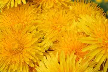 Hardcover flower from Taraxacum officinale