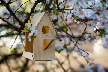 Little Birdhouse in Spring with blossom cherry flower sakura