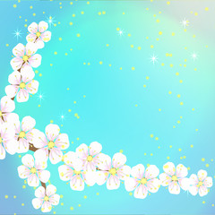 spring background from the flowers of the apricot