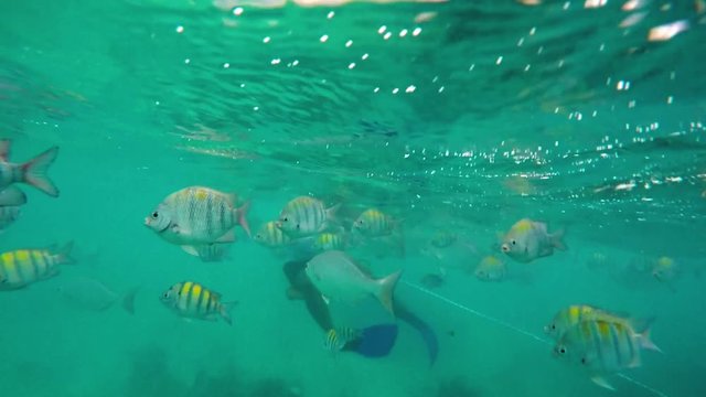 Schools of tropical fish swimming around a coral reef in Riviera Maya Mexico. Slow motion 120fps