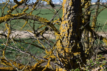 Ramas desnudas y cortezas.
