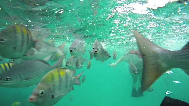 Schools of tropical fish swimming around a coral reef in Riviera Maya Mexico. Slow motion 120fps