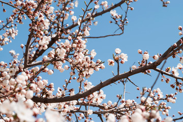 Cherry blossom tree