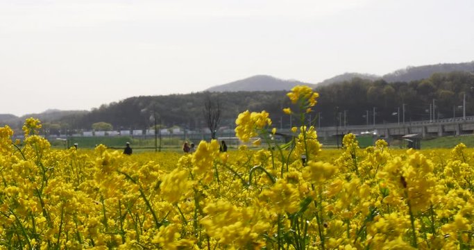 Rape flower festival in Gyeongbuk, korea